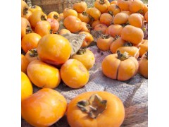 富光果業(yè)有限公司  專(zhuān)業(yè)種植各種水果 果樹(shù)銷(xiāo)售  蓮花蓋柿子