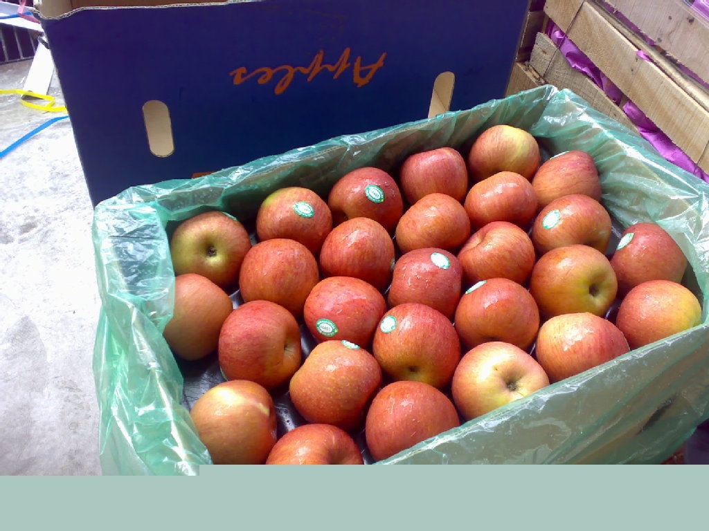 供應(yīng)安圣達(dá)水果 水果種植 水果生產(chǎn) 水果運(yùn)輸